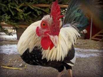 BBQ Chicken in a Vollrath Rotisserie Oven?
