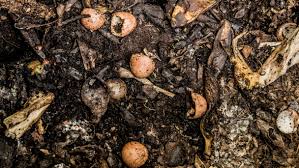 Composting Food Wastes May Catch On