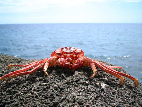 Today is Crab Newburg Day