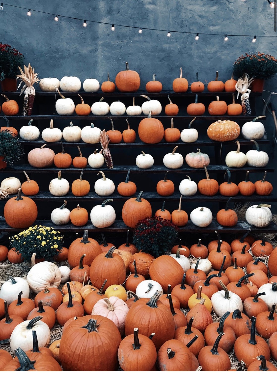 Pumpkin, Spice, and Everything Nice!