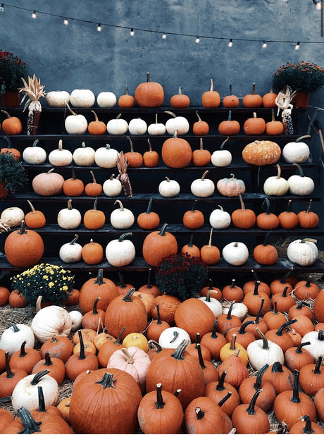 Pumpkin, Spice, and Everything Nice!