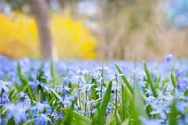 Improving your Restaurant Marketing for Spring