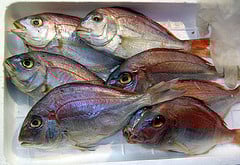 Don't Let Fish Mingle! Get a Fish Refrigerator
