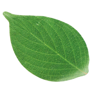 Sub-category: American Metalcraft Disposable Cone Basket Liners