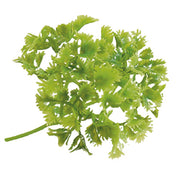 BauscherHepp L35 Luxury Parsley Sprig Garnish 7-1/2" Green